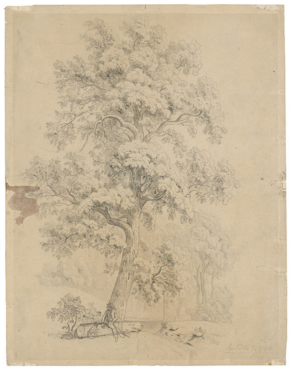 Ján Pálka – Štúdia listnatého stromu