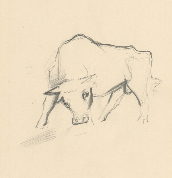 Mikuláš Galanda – Mladý býček