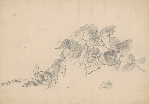 Friedrich Carl von Scheidlin – Černicová vetvička I. 