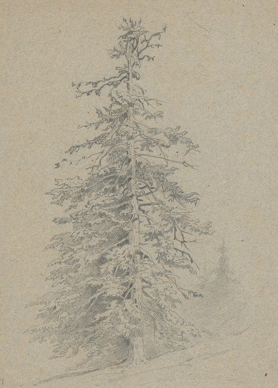 Friedrich Carl von Scheidlin – Study of a Coniferous Tree