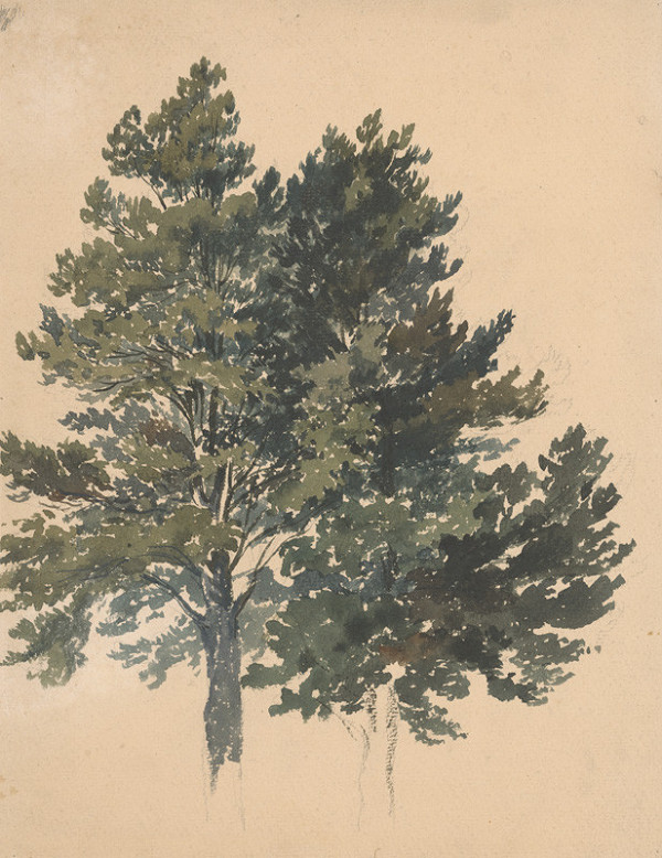 Friedrich Carl von Scheidlin – Štúdia koruny stromov