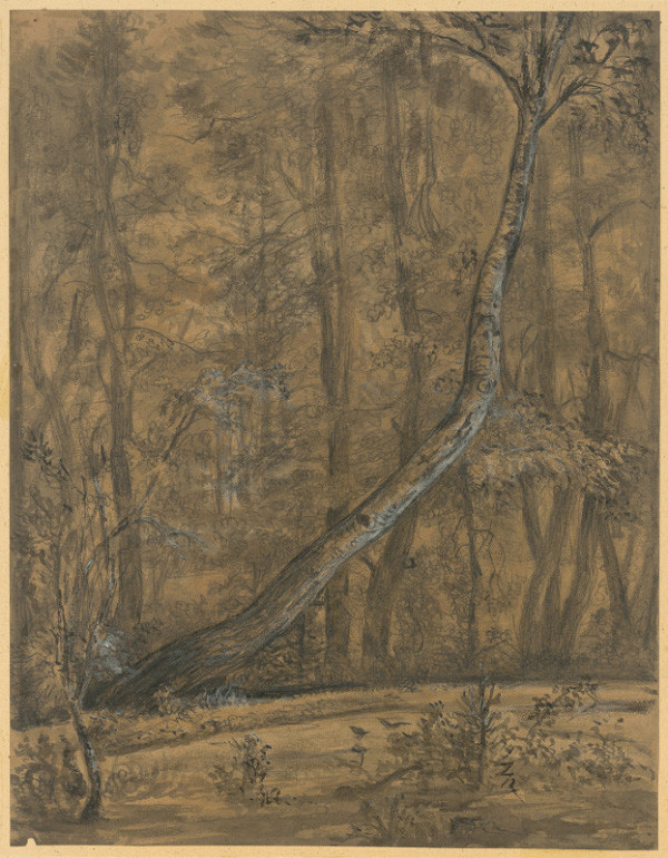 Jozef Šturdík – Study of Forest Trees