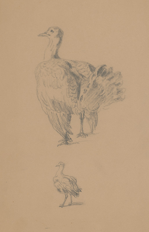 Friedrich Carl von Scheidlin – Study of Turkeys