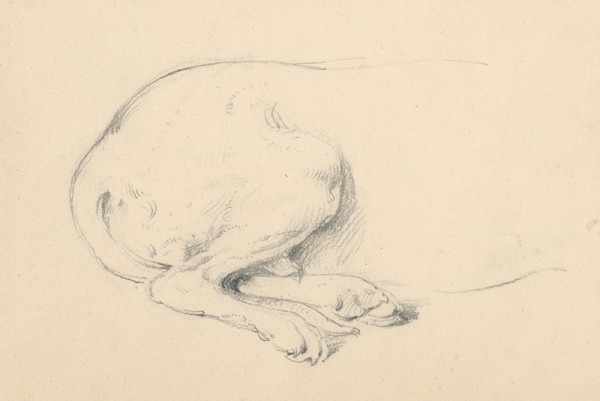 Friedrich Carl von Scheidlin – Štúdia sediaceho psa - detail