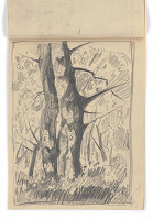 Zolo Palugyay – Štúdia suchého stromu 