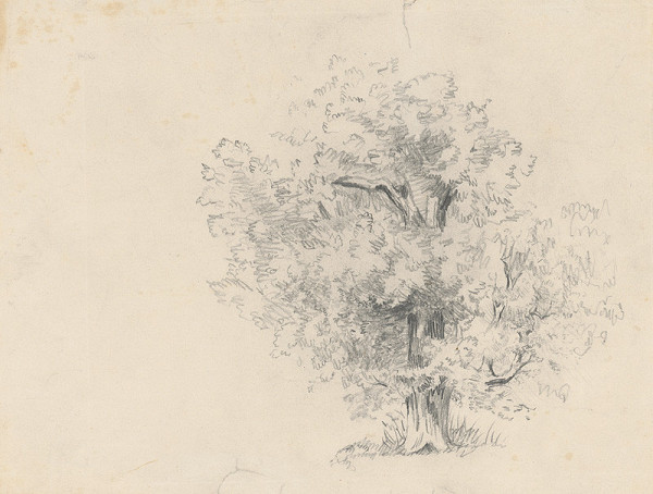 Ladislav Mednyánszky – Štúdia listnatého stromu