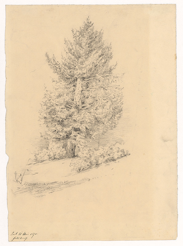 Ladislav Mednyánszky – Sketch of an Old Spruce
