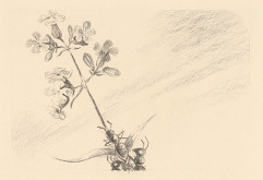 Fedor Klimáček – Kvetinka a mravec 