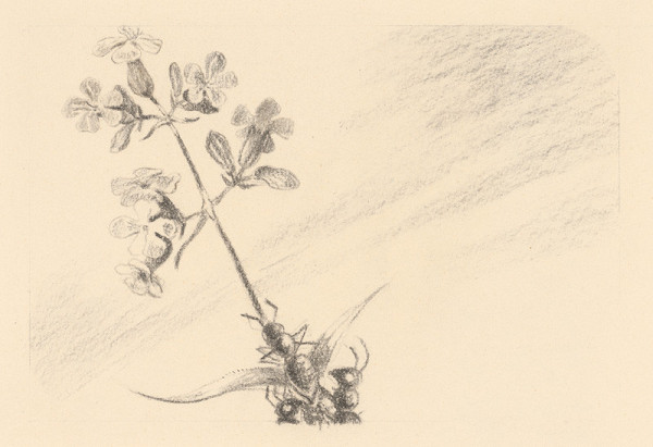 Fedor Klimáček – Kvetinka a mravec 