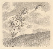 Fedor Klimáček – Včela 