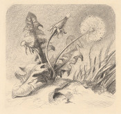 Fedor Klimáček – Púpava 