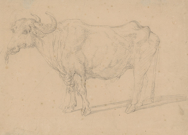 Francúzsky maliar z 18. storočia – Štúdia býka 