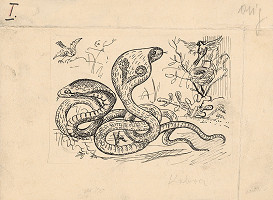 Arnold Peter Weisz-Kubínčan – Príbehy v divočine - 4 