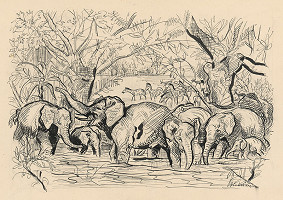 Arnold Peter Weisz-Kubínčan – Príbehy v divočine - 9 