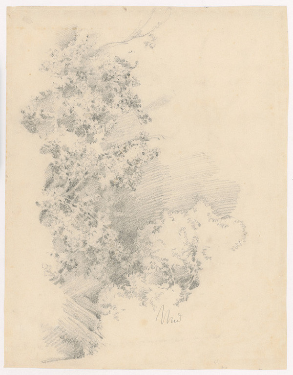 Ladislav Mednyánszky – Štúdia stromu 