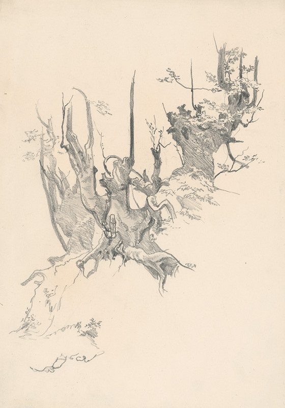 Jaroslav Vodrážka – Štúdia starých kmeňov stromov 