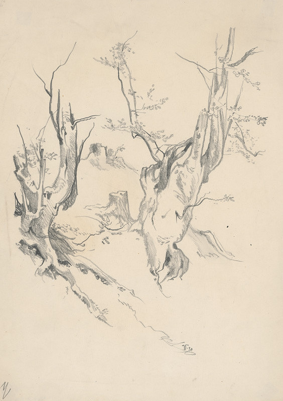 Jaroslav Vodrážka – Drawing of Old Tree Trunks 