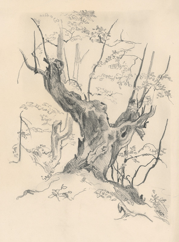 Jaroslav Vodrážka – Drawing of an Old Tree Trunk 
