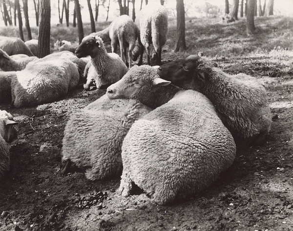 Irena Blühová – Ovce pri odpočinku po dojení