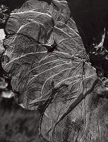 Martin Martinček – Nezbadaný svet VIII. Motýľ 