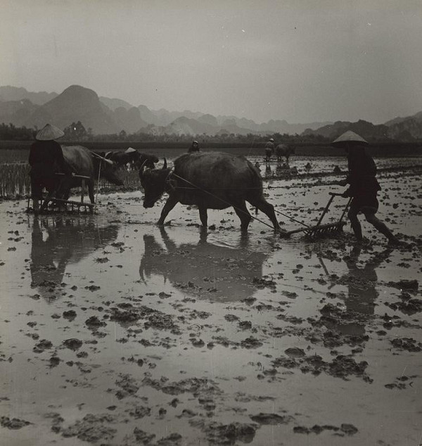 Ján Cifra – Vietnam. Oráči