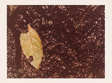 Karel Skřipský – List v lese 