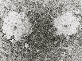 Jana Želibská – A Piece of Land I.  