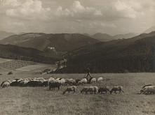 Ladislav Farkaš – Ovce 