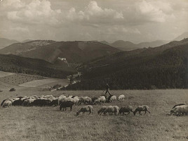 Ladislav Farkaš – Ovce 