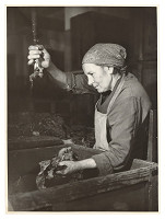 Sergej Protopopov – Práca v tabačiarni 1. 