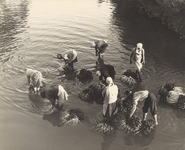 Jozef Billich – Pranie zeleniny 