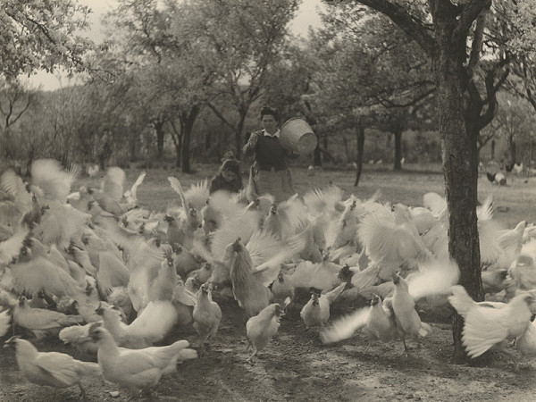 Pavol Poljak – Hydinárska farma 