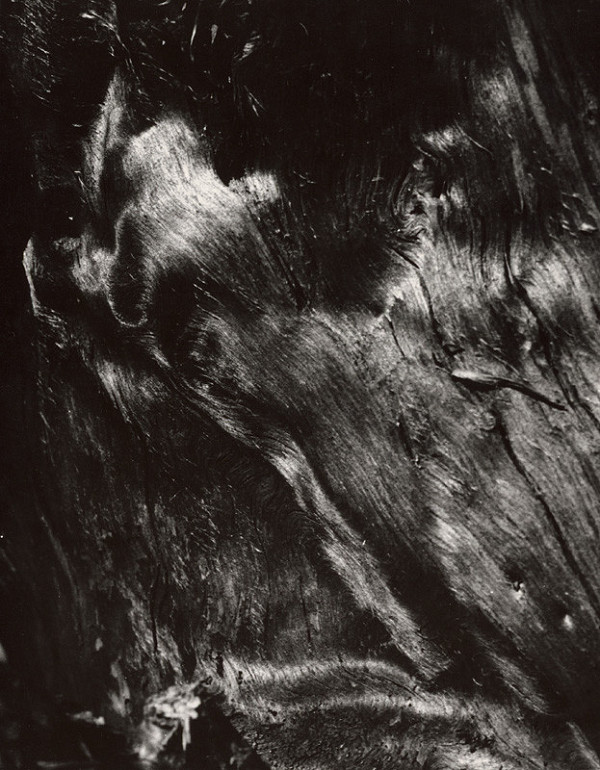 Martin Martinček – Nezbadaný svet. Fantastický pes 