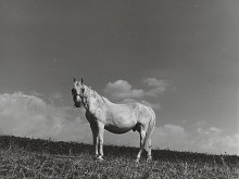 Ján Náhlik – Veterán 