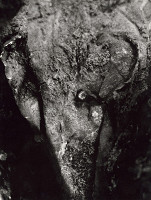 Martin Martinček – Fantázia prírody. Slon 