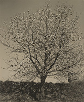 Kamil Vyskočil – U nás všade kvitne 