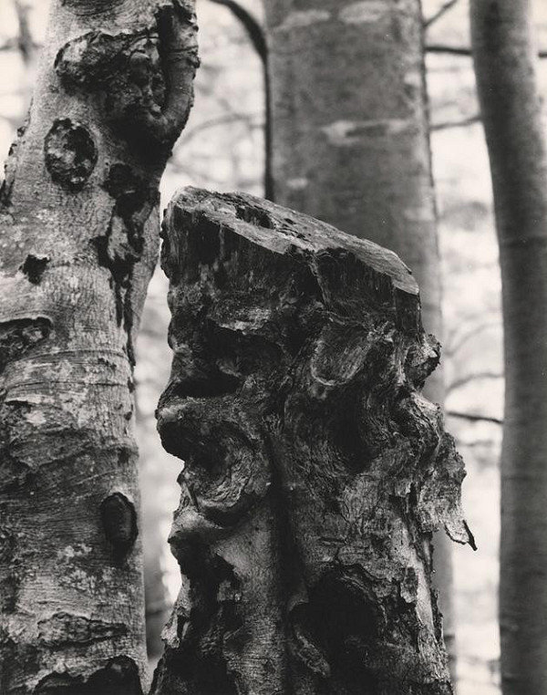 Martin Martinček – Pokrútené pahýle 