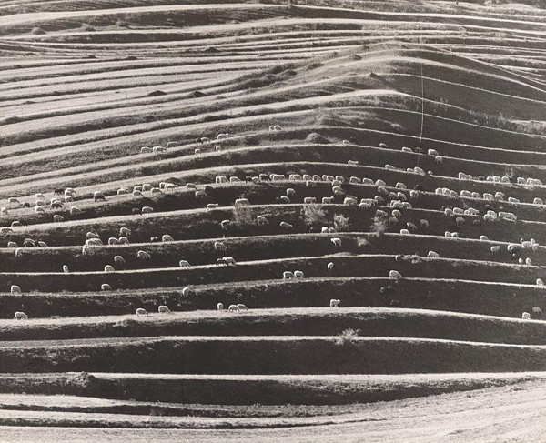 Martin Martinček – Grazing Sheep 