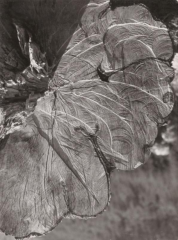 Martin Martinček – Motýľ 