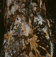 Martin Martinček – Umenie umierajúcich stromov II. 