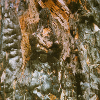 Martin Martinček – Umenie umierajúcich stromov X. 