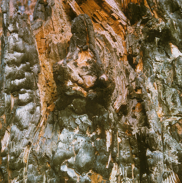 Martin Martinček – Umenie umierajúcich stromov X. 