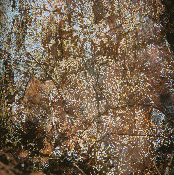 Martin Martinček – Umenie umierajúcich stromov XII. 