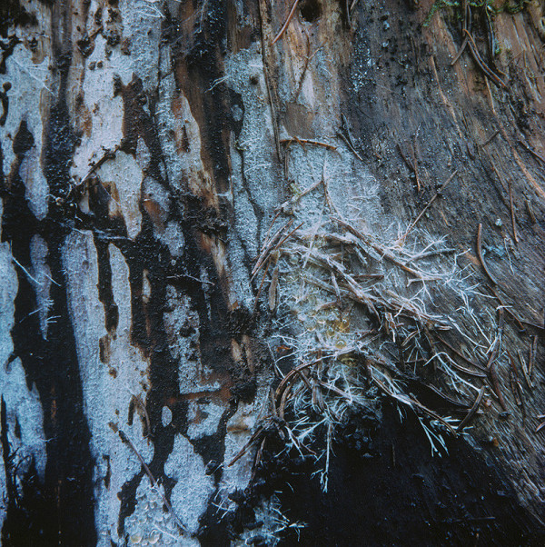 Martin Martinček – Tajomstvo hory VII. Holubica na hniezde 