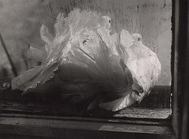 Martin Martinček – Holubica III. 