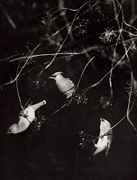 Martin Martinček – Vtáci I. 