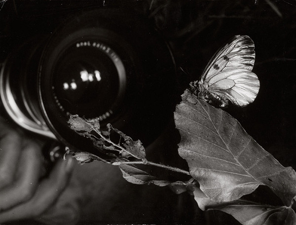 Martin Martinček – Motýľ a fotoobjektív