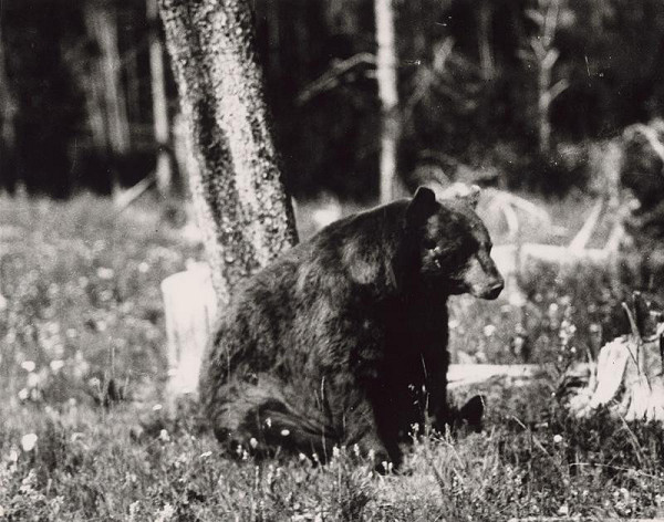 Martin Martinček – Medveď