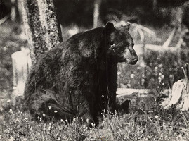 Martin Martinček – Medveď 