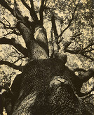 François Kollar – Vetvy najstaršieho francúzskeho duba 